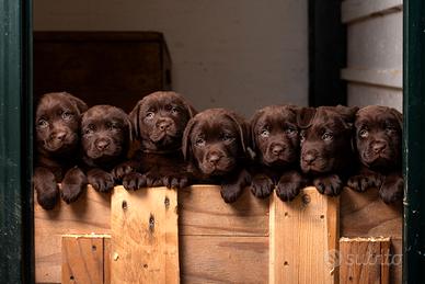 Cuccioli di labrador cioccolato