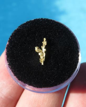 PEPITA d'ORO NATURALE CRISTALLIZZATA Nevada