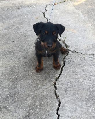 Jack terrier