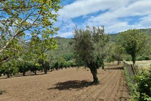 Terreno agricolo 4897 mq - bellona