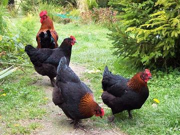 gallina maranz 