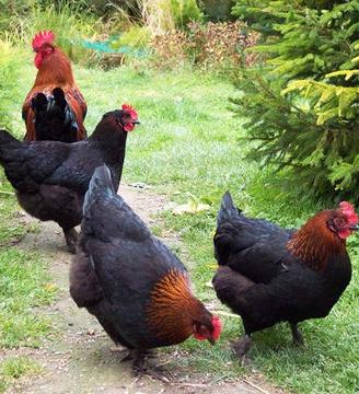 gallina maranz 