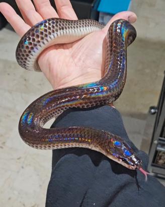 Xenopeltis unicolor