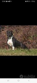 Amstaff maschio