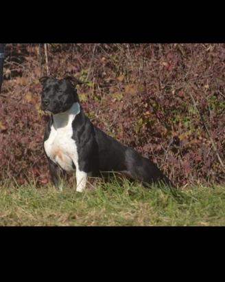 Amstaff maschio