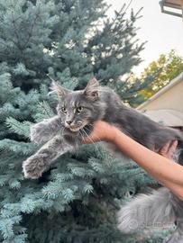 Gatto Maine Coon, non sterilizato. 