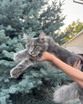 Gatto Maine Coon, non sterilizato. 