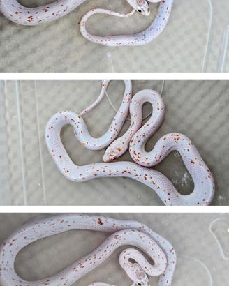 elaphe 