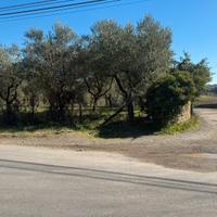 Terreno con olivi Bracciano 2 mq 3.000