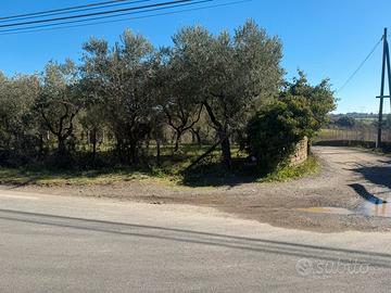 Terreno con olivi Bracciano 2 mq 3.000
