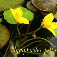 2 piante Nymphoides peltata laghetto ninfea