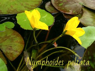 2 piante Nymphoides peltata laghetto ninfea