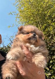 Spitz volpino di Pomerania mini