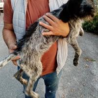 Cane da caccia