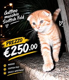 Gattino scottich fold tabbiy