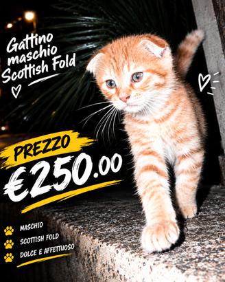 Gattino scottich fold tabbiy
