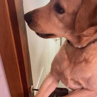 Labrador 1 anno in adozione