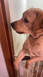 Labrador 1 anno in adozione