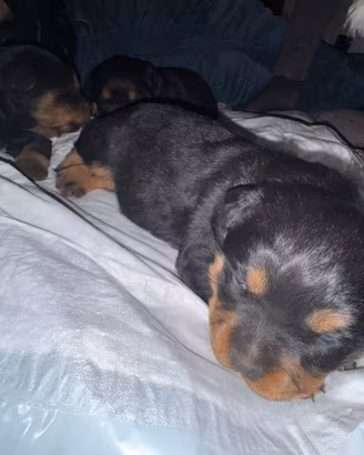 Rottweiler