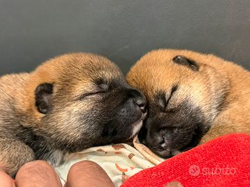Cuccioli Shiba Inu originali