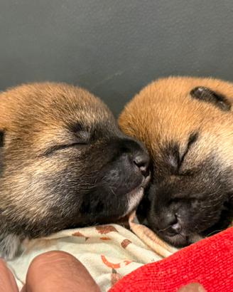 Cuccioli Shiba Inu originali