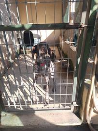 Bracco tedesco kurzar