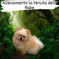 Pomerania Spitz Nano Tedesco per Monta