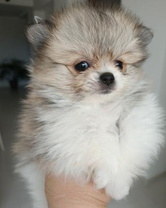 Spitz di Pomerania con pedigree ENCI