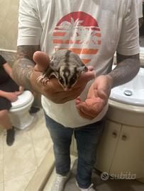 Animali
