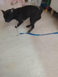 Cane colore nero