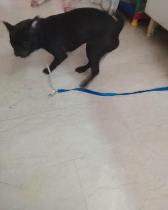 Cane colore nero