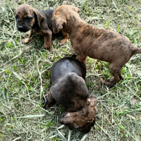 Cuccioli Segugio maremmano