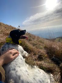 Setter inglese da ferma