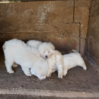Cuccioli di pastore maremmano abruzzese