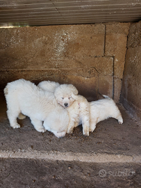Cuccioli di pastore maremmano abruzzese