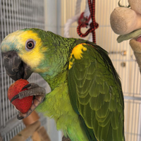 Pappagallo Amazzone Fronte Blú