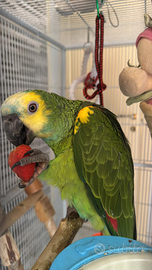 Pappagallo Amazzone Fronte Blú