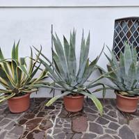 PIANTA AGAVE
