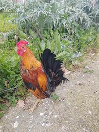 Galletti nani