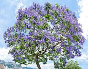 pianta Jacaranda Mimosifolia H pianta cm. 200/230