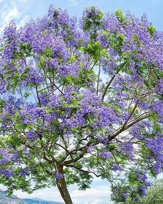 pianta Jacaranda Mimosifolia H pianta cm. 200/230