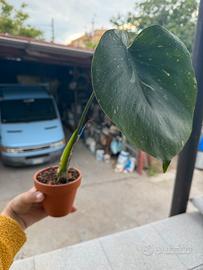 Monstera Thai Constellation Radicata e in crescita