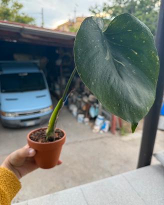 Monstera Thai Constellation Radicata e in crescita