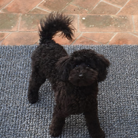 Barboncini nani neri