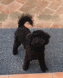 Barboncini nani neri