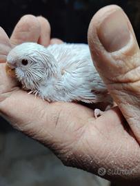 Cocorita Albino da imbecco