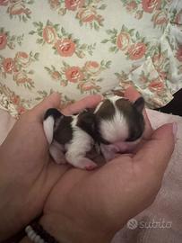 Cuccioli shih tzu imperiali