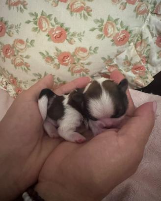 Cuccioli shih tzu imperiali