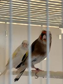 Cardellino favato