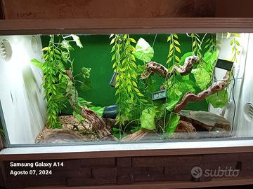 Terrario artigianale rettili